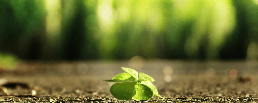 Kleeblatt wächst aus Boden